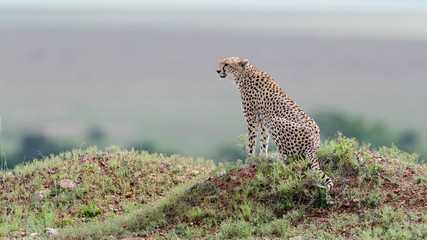 Cheetah (Acinonyx jubatus) in Masai Mara, Kenya