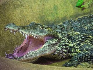 Crocodile