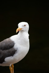 Portrait of a seagull standing proud against a black background in St. James's Park, London, England.