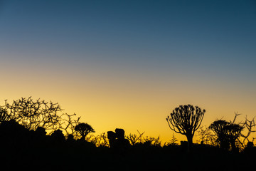 yellow sunrise quiver tree rock