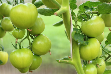 Tomatoes growing in the greenhouse in the garden. Close-up.