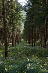 straight opening in the woods, trees standing on the side