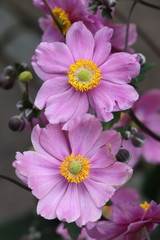 Blüten der Japan-Anemone in Pink Makro