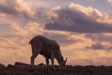 Fototapeta premium Mountain Goat at Sunset