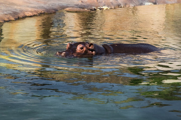 Fototapeta premium The common hippopotamus in the water. 