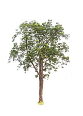 Tree on white background.