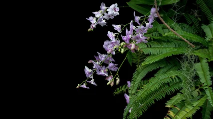 Papier Peint photo Orchidée Bunch of tropical rainforest purple orchid flowers with green leaves Fishbone fern foliage plant bush and epiphyte Spanish moss growing on tree twig on black background.