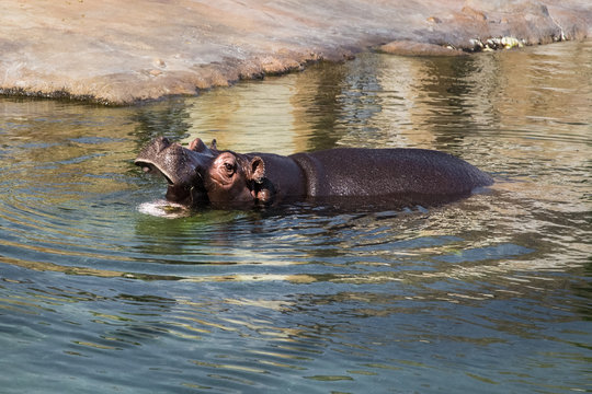 The common hippopotamus in the water.
