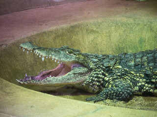 Crocodile