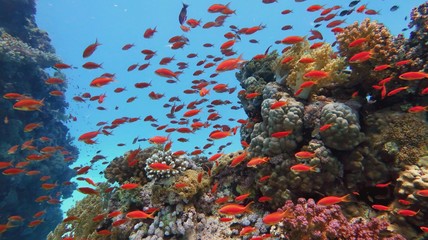 Beautiful coral reef, colorful underwater scenery	