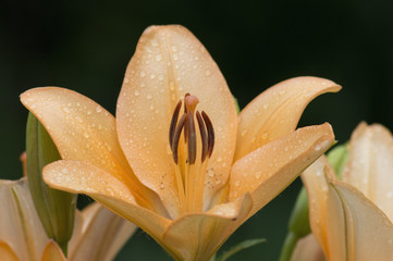 Close up orange  lily in the garden after the rain