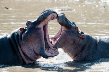 Common Hippopotamus (Hippopotamus amphibius) in river, Masai Mara, Kenya
