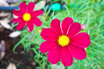 Obraz premium abstract image of bouquet of dried flowers hanging on rope against wooden background at evening light. close up orange flower with vintage tone.