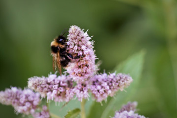 Hummel