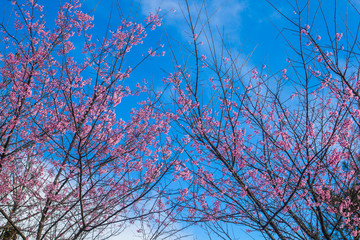flower Cherry Blossom with blue sky background