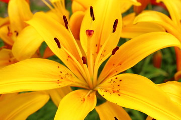 Yellow lily flowers close-up. Background.