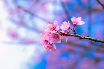 Spring cherry blossom at Huai Nam Dang National Parks in Thailand