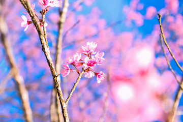 Spring cherry blossom at Huai Nam Dang National Parks in Thailand