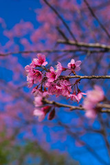 Spring cherry blossom at Huai Nam Dang National Parks in Thailand
