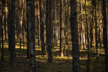 Densely growing tree trunks in forest in a sunlight