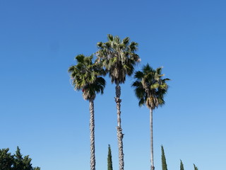 Obraz premium Palmen