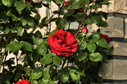 Le symbole absolu de la fleur, la rose rouge qui est la messag&egrave;re de l'amour