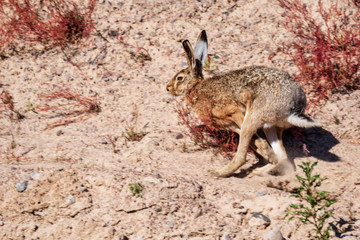 hare in sand