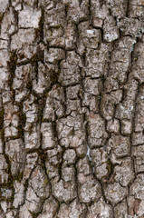 Wooden bark texture.