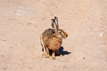 hare in sand © Per Grunditz
