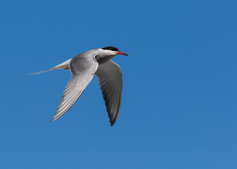 Obraz premium common tern in flight
