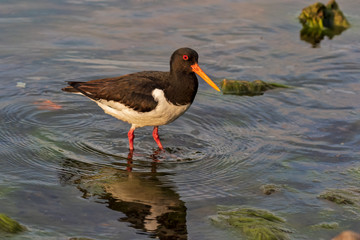 Oystercatcher in shallow water