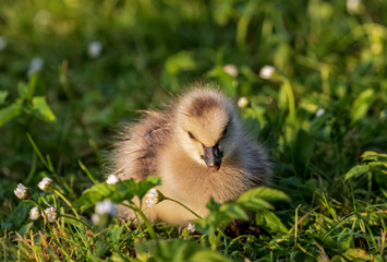 barnacle goosling resting