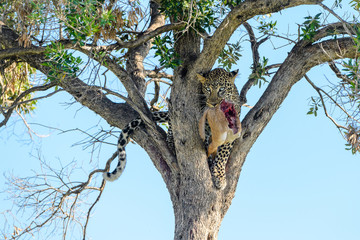Fototapeta na wymiar African leopard (Panthera pardus) in tree with kill, Masai Mara, Kenya