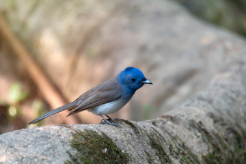 Bird in blue color,female..Black naped monarch bird perching on big root in deep rainforest of Thailand,side view..