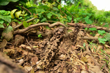 Hole or habitat of earthworms