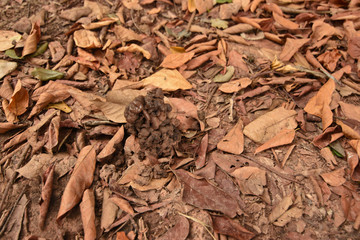 Hole or habitat of earthworms