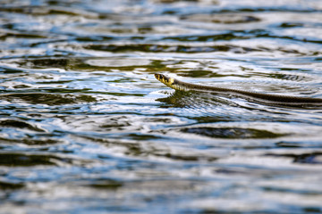 grass snake swimming in lake