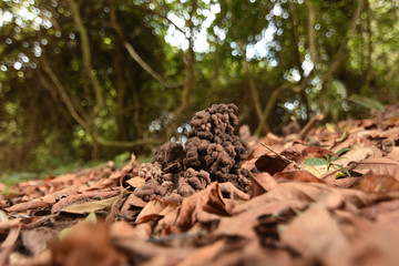 Hole or habitat of earthworms