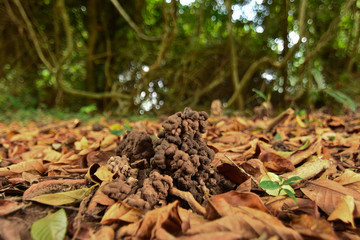 Hole or habitat of earthworms