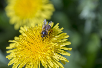 Dandelion, taraxacum officinale. Wild yellow flower and bee in nature, close up, top view