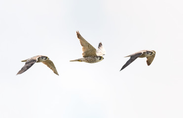 Peregrine falcon in flight