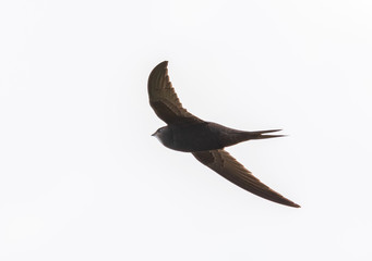 common swift in flight