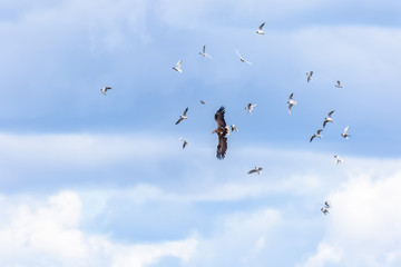 flock of black-headed gulls mobbing an eagle