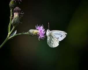 White butterfly on purple flower