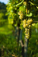 Fototapeta premium wine grapes on vine stock at wineyard