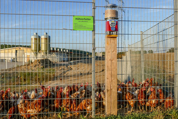 Hühnerfarm