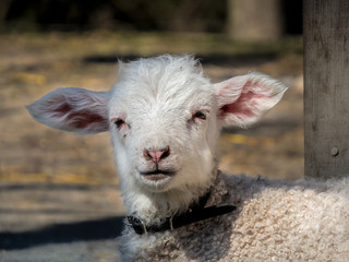 Fototapeta premium A cute little lamb looking at camera