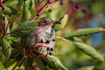 House sparrow eating aronia berries