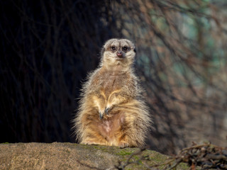 Watchfull meerkat