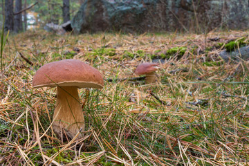 Cep, boletus, porcini mushroom